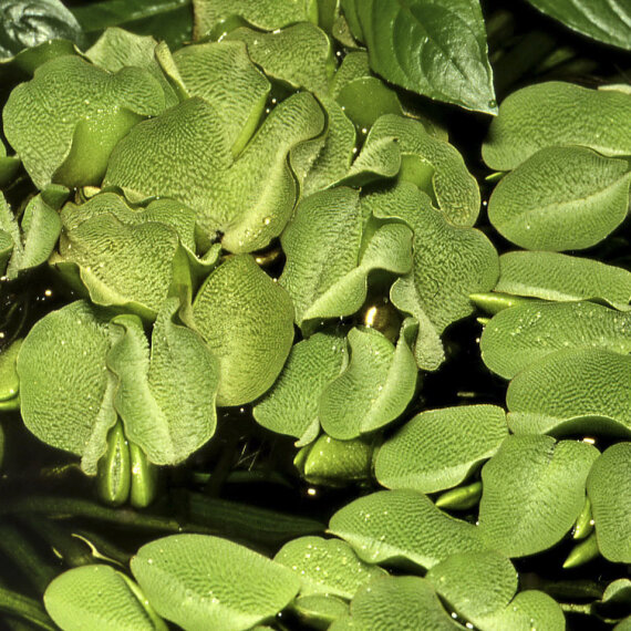 Salvinia auriculata - Kleinohriger Schwimmfarn Laborpflanze