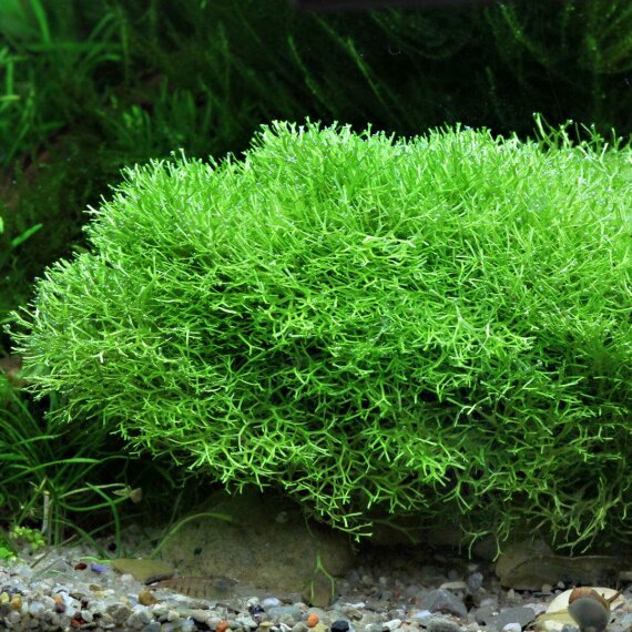 Teichlebermoos - Riccia fluitans  algen- und...