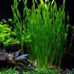 Schnellwachsende Aquariumpflanzen: Asiatische Wasserschraube – Vallisneria asiatica