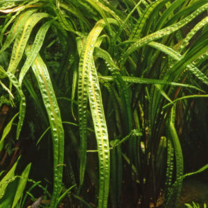 Cryptocoryne crispatula