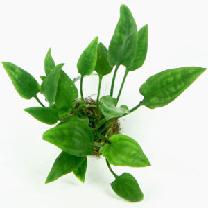 Cryptocoryne pontederiifolia