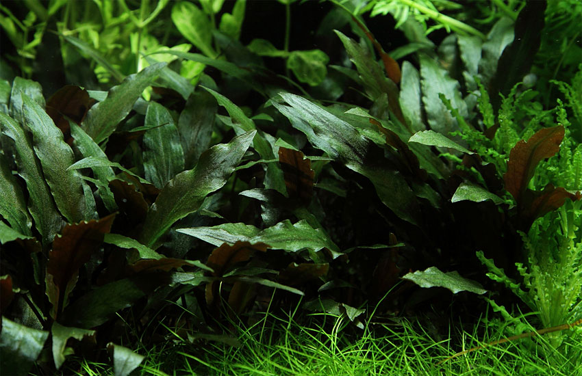 Cryptocoryne