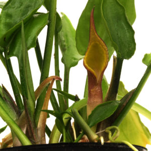 Spatha Cryptocoryne pontederiifolia