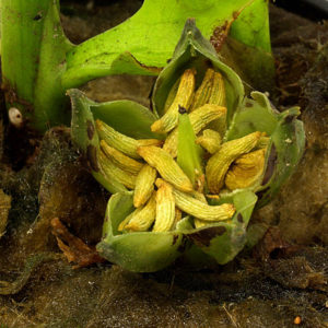 Cryptocoryne lingua Samenkapsel