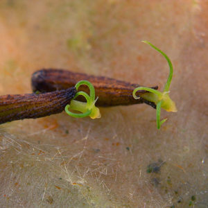 Cryptocoryne lingua Keimlinge 