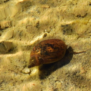 Blasenschnecke (Physella spec. heterostropha)