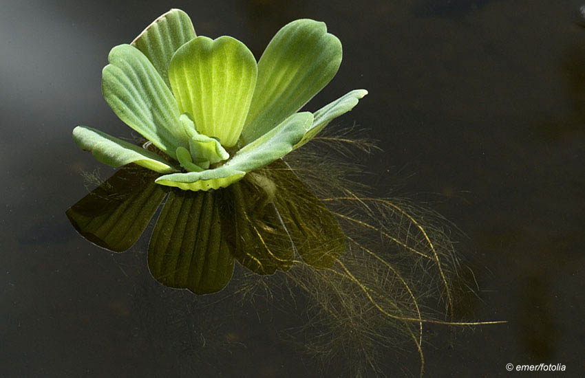 Pistia stratiotes