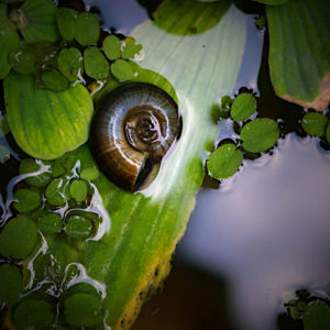 Posthornschnecke