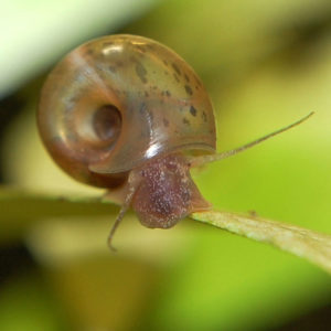 Planorbarius corneus - Posthornschnecke