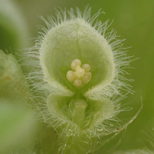 Schwimmpflanze Aquarium - Blüte der Muschelblume