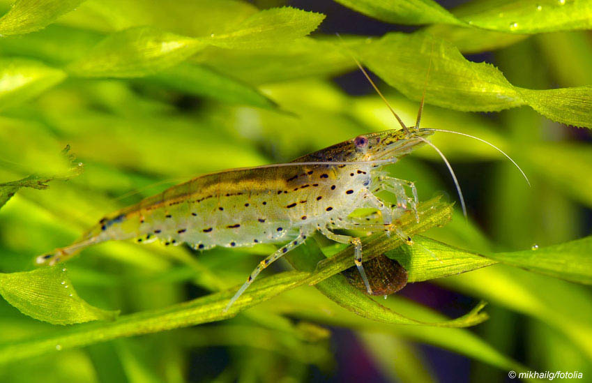 Garnele auf Aquarienpflanze