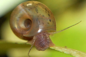 Posthornschnecke Planorbarius corneus