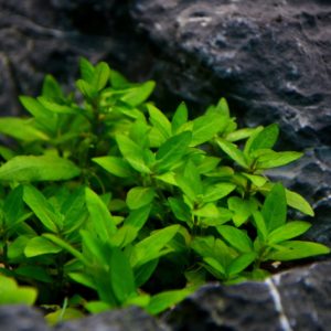 Staurogyne repens als Bodendecker im Aquarium