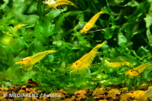 Aquarium Bodengrund reinigen - Garnelen auf Futtersuche