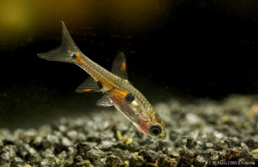 Aquarium Bodengrund reinigen