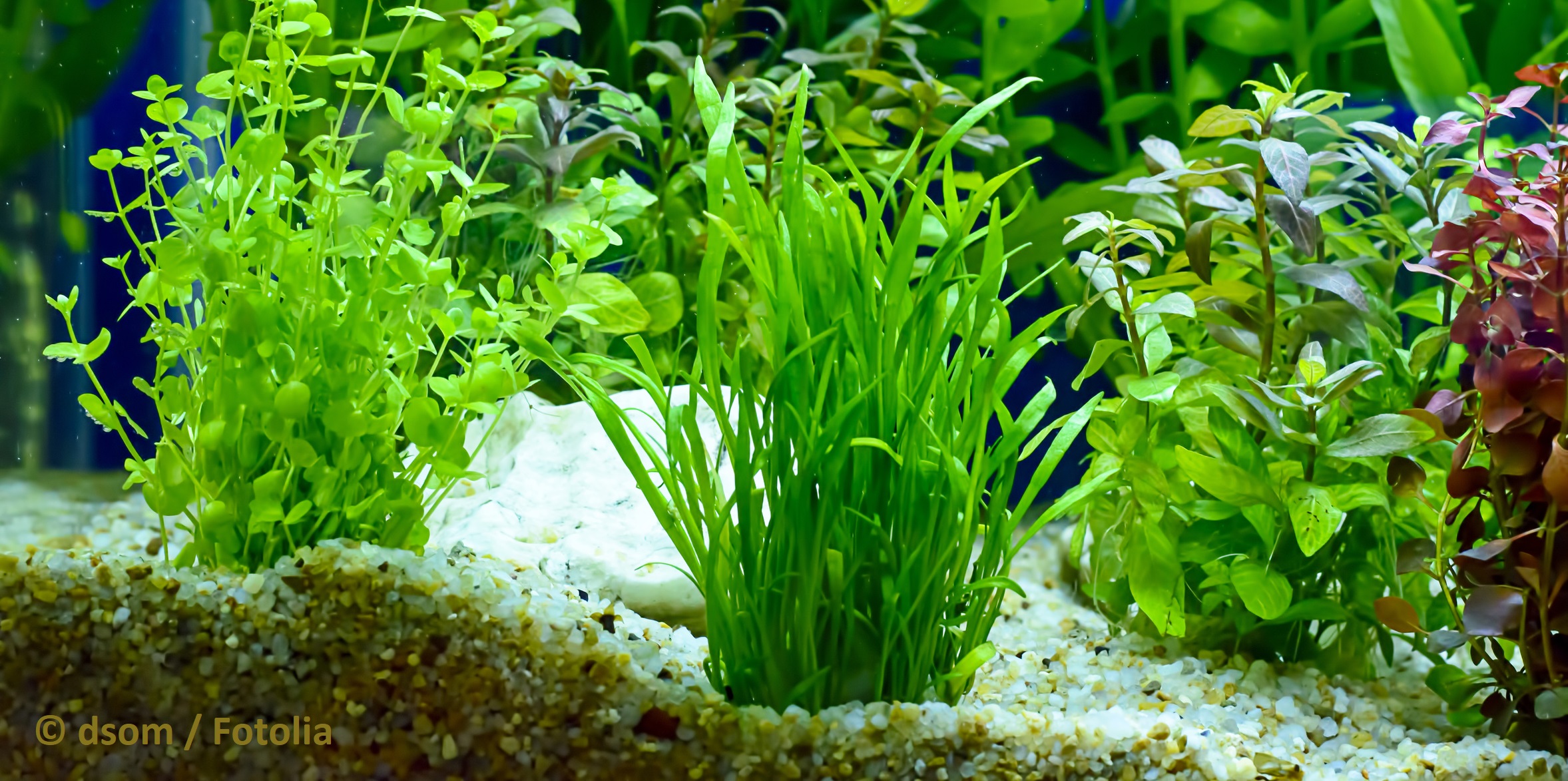 Aquarium Bodengrund reinigen - Vorgehen, Häufigkeit & Tipps