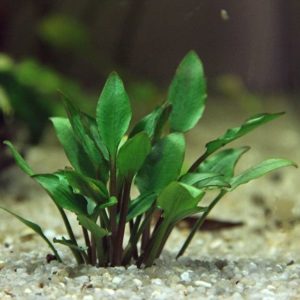 Aquarium Pflanzen werden braun - Wasserkelch