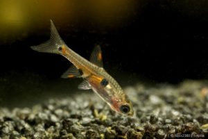 Nitrat im Aquarium: schädlich für Fische?