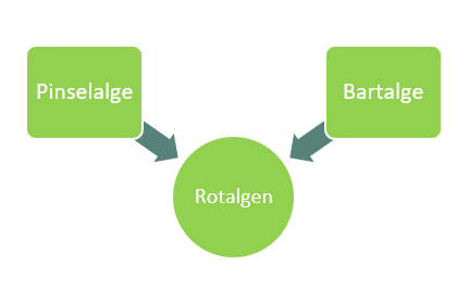 Schwarzalgen Grafik