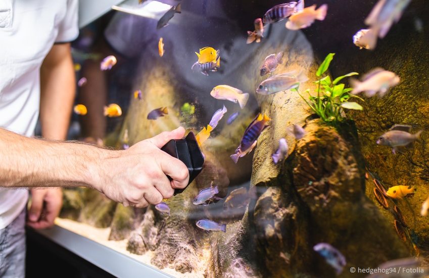 Aquarium Wasser Wechseln