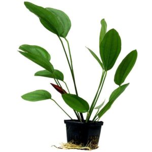Südamerika Naturaquarium Pflanze Echinodorus