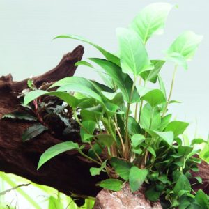 Aquarium Rückwand bepflanzen - Anubias Speerblatt