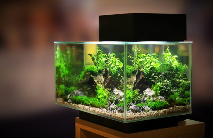 Aquarium in der Einlaufphase