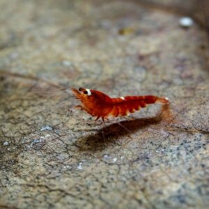 Baby Shrimp auf Seemandelblatt