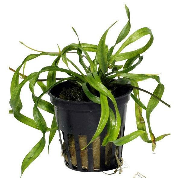 Brasilianische Graspflanze Lilaeopsis brasiliensis getopft