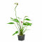 Echinodorus x barthii 072A XL Mutterpflanze