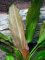 Echinodorus Rosé 072B Topf