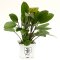 Echinodorus Rosé 072B XL Mutterpflanze