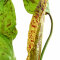 Echinodorus Ozelot green, Grüner Ozelot