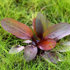 Echinodorus Red Chamäleon