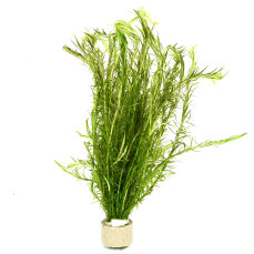 Mooskraut, Mayaca fluviatilis Kopfstecklinge