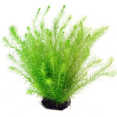 Mooskraut, Mayaca fluviatilis Kopfstecklinge