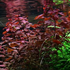 Ludwigia palustris, Sumpflöffelchen, Sumpfheusenkraut