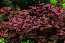 Ludwigia palustris, Sumpflöffelchen, Sumpfheusenkraut