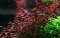 Ludwigia palustris, Sumpflöffelchen, Sumpfheusenkraut