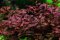 Ludwigia palustris, Sumpflöffelchen, Sumpfheusenkraut