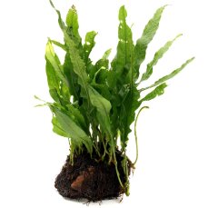 Bepflanzter Lavastein mit Javafarn 8 cm