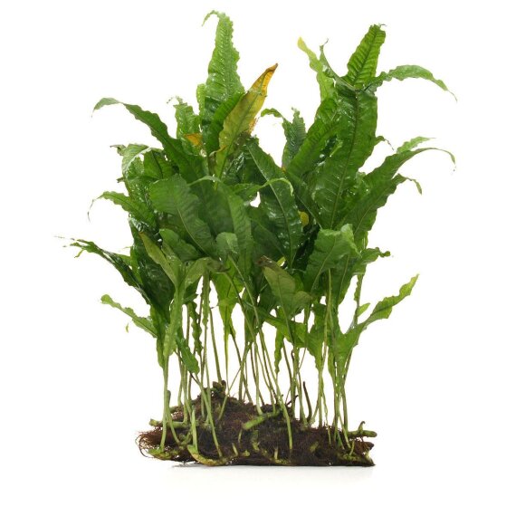 Aquarienpflanzen direkt aus der Gärtnerei bestellen, Seite 7