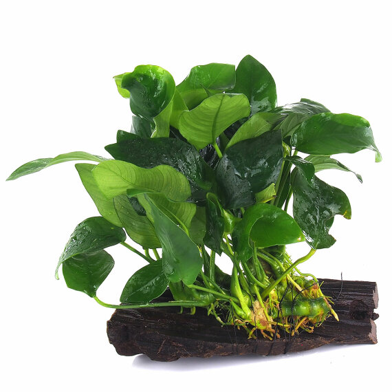 Anubias auf Wurzel aufgebunden 10-12 cm