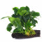 Anubias auf Wurzel aufgebunden 10-12 cm