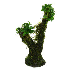Zwergspeerblatt - Anubias barteri var. nana auf Kunststoffbaum ca. 20 cm