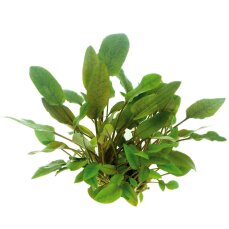 Cryptocoryne