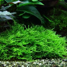 Stachelmoos Taxiphyllum spec. "Spiky", Spiky-Moos, Tropica