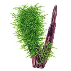 Stachelmoos Taxiphyllum spec. "Spiky", Spiky-Moos, Tropica