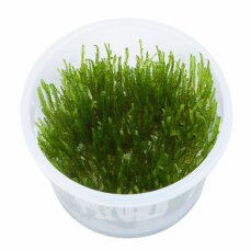 Stachelmoos Taxiphyllum spec. "Spiky", Spiky-Moos, Tropica