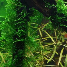 Stachelmoos Taxiphyllum spec. "Spiky",...